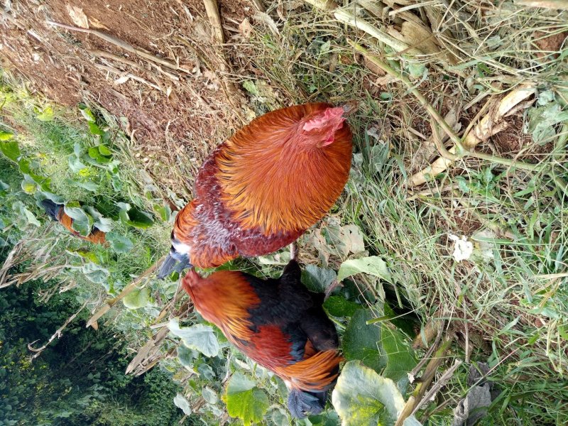 一年以上果园散养走地鸡