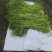 湖北江苏带叶新鲜青蒿白蒿阜阳特产大量供应