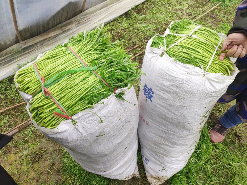 湖北江苏带叶新鲜青蒿白蒿阜阳特产大量供应