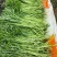 湖北江苏带叶新鲜青蒿白蒿阜阳特产大量供应