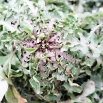 荠荠菜