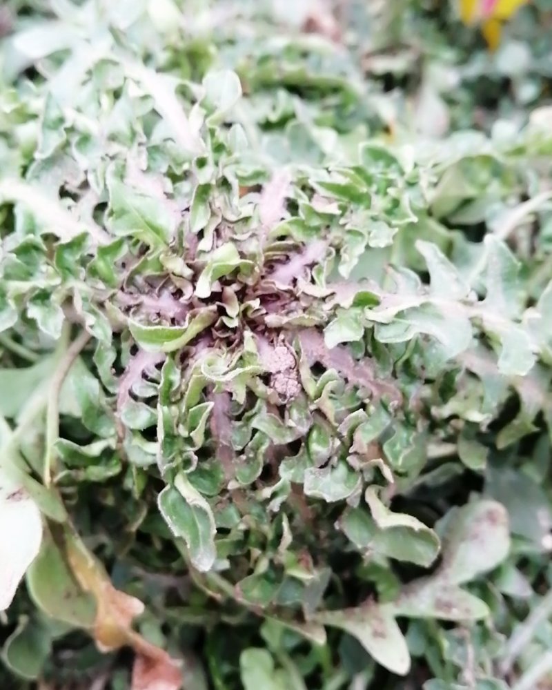 荠荠菜