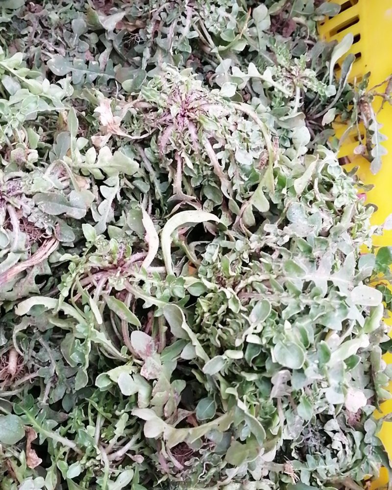 荠荠菜