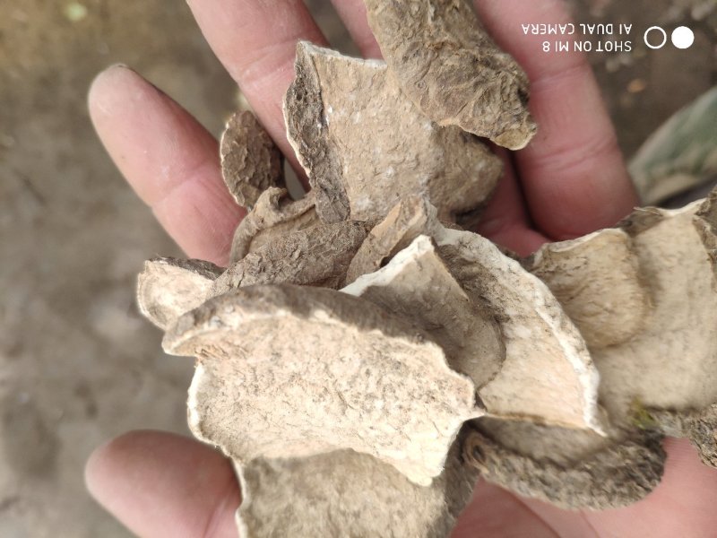 白药子山乌龟山药根货好量大代抓各种药方