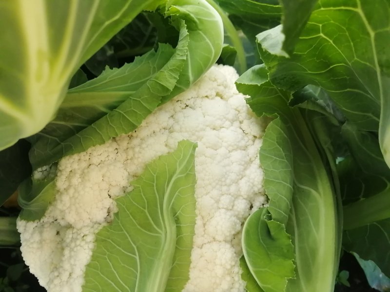 精品花菜，松花菜现在大量上市价格偏低，有意收购客商请联系