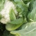 精品花菜，松花菜现在大量上市价格偏低，有意收购客商请联系
