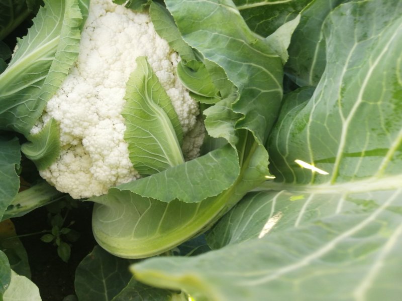 精品花菜，松花菜现在大量上市价格偏低，有意收购客商请联系