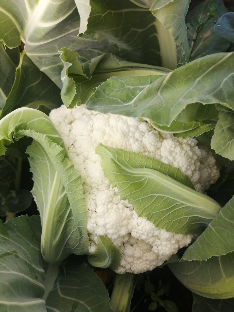 精品花菜，松花菜现在大量上市价格偏低，有意收购客商请联系