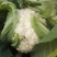 精品花菜，松花菜现在大量上市价格偏低，有意收购客商请联系