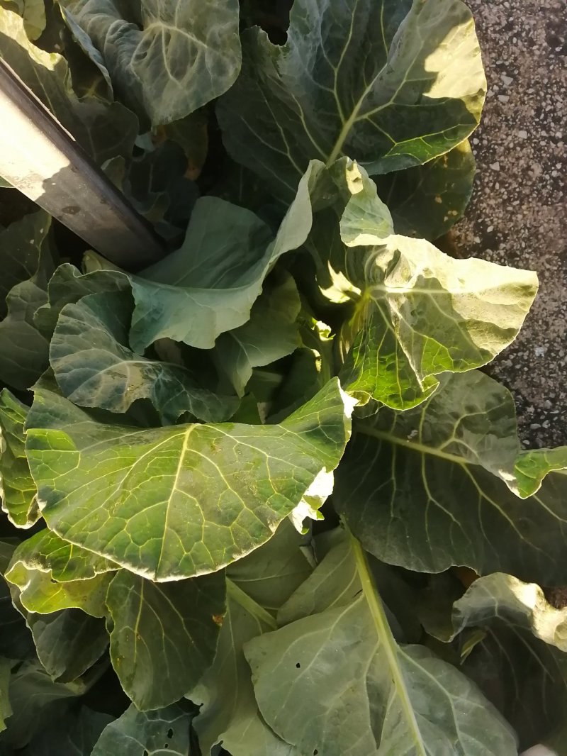 精品花菜，松花菜现在大量上市价格偏低，有意收购客商请联系