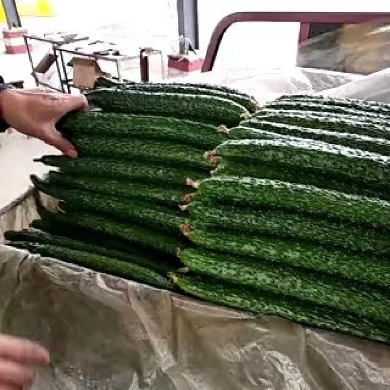 山东沂南亮条黄瓜基地直供量大质优欢迎采购