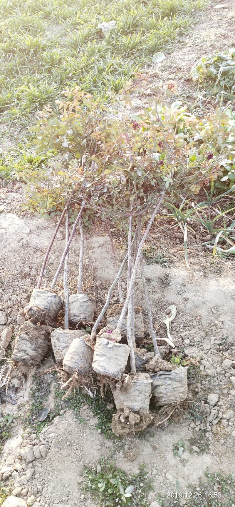 河南南阳一手货源蔷薇杆培育微彩虹小树桩月季，成活率高