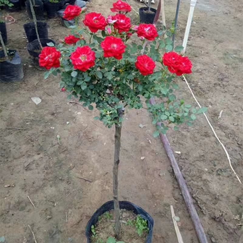 河南南阳一手货源蔷薇杆培育微彩虹小树桩月季，成活率高