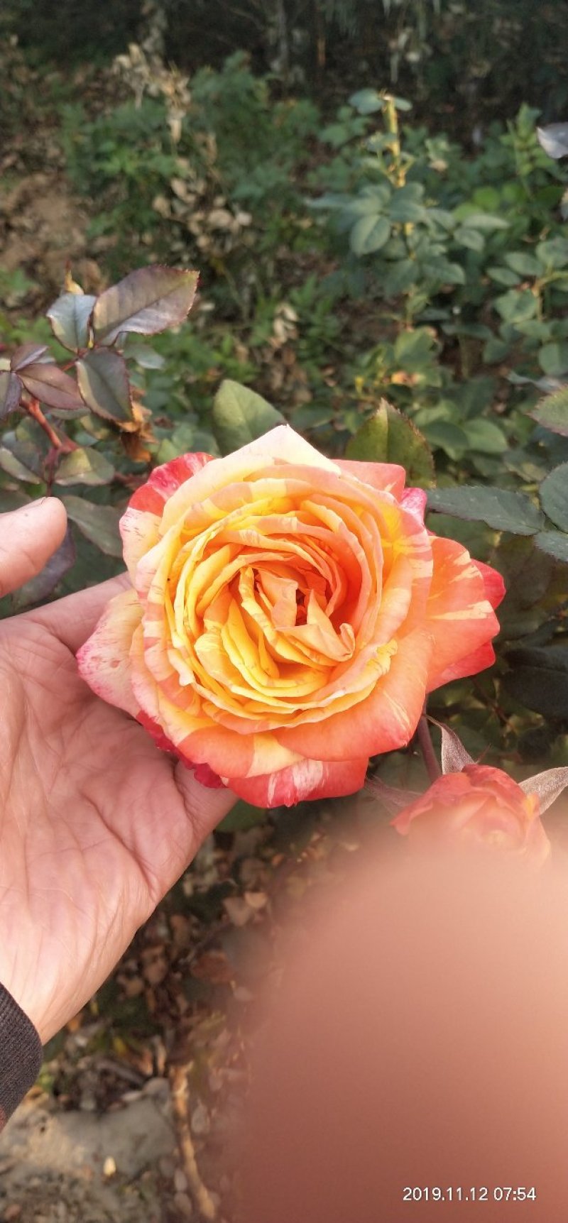 河南南阳一手货源蔷薇杆培育微彩虹小树桩月季，成活率高