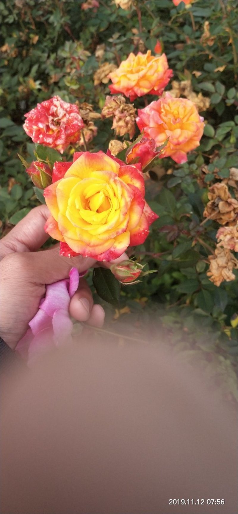 河南南阳一手货源蔷薇杆培育微彩虹小树桩月季，成活率高