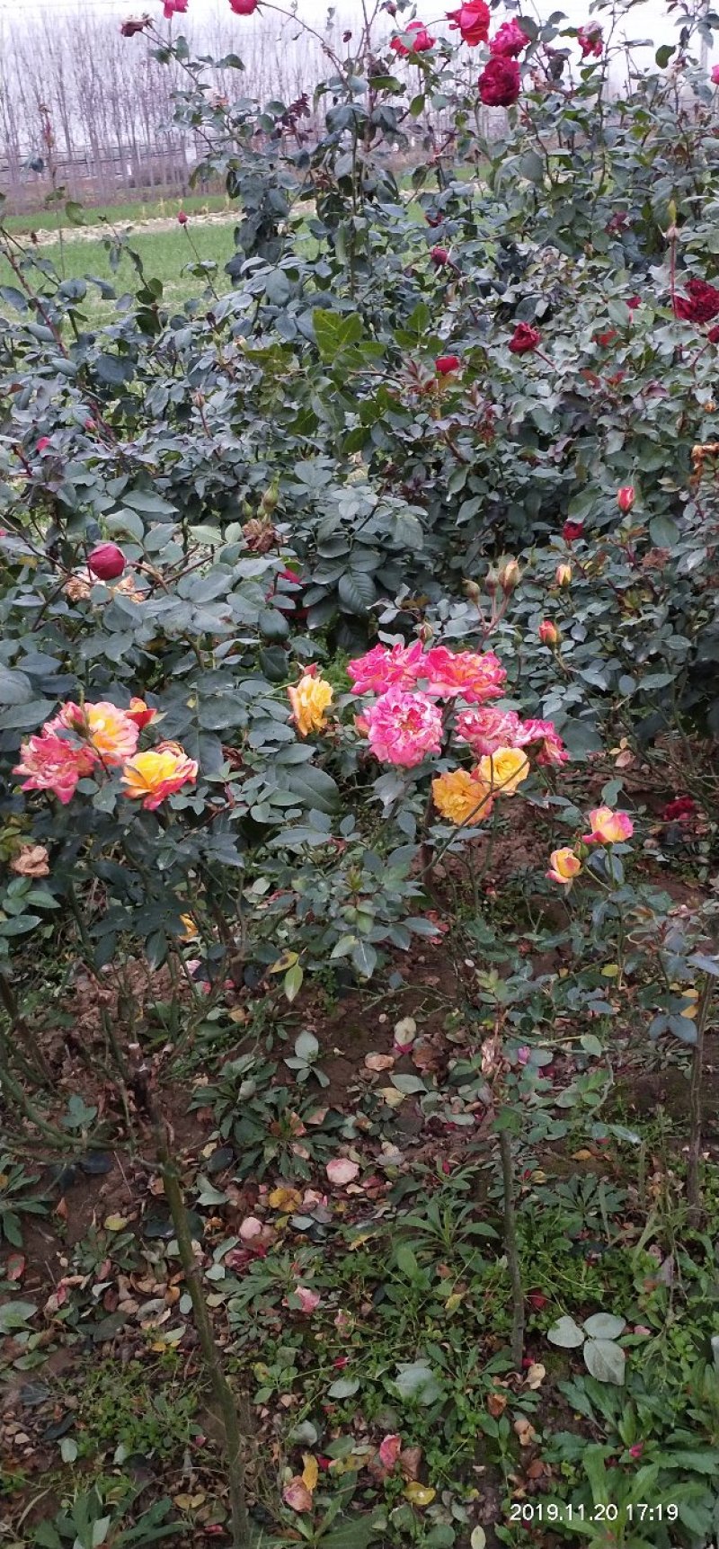 河南南阳一手货源蔷薇杆培育微彩虹小树桩月季，成活率高