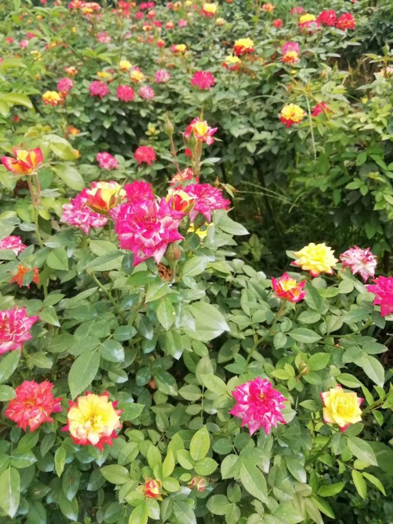 河南南阳一手货源蔷薇杆培育微彩虹小树桩月季，成活率高