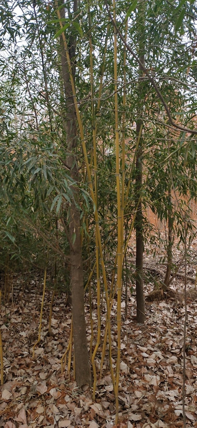 批发洒金柏，龙柏，蜀桧包成活