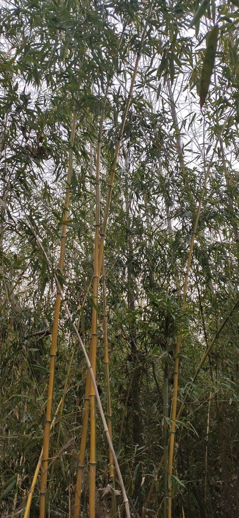 批发洒金柏，龙柏，蜀桧包成活