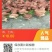 鸡、三黄土鸡全城放养4一5斤，城信第一，求长期合作。