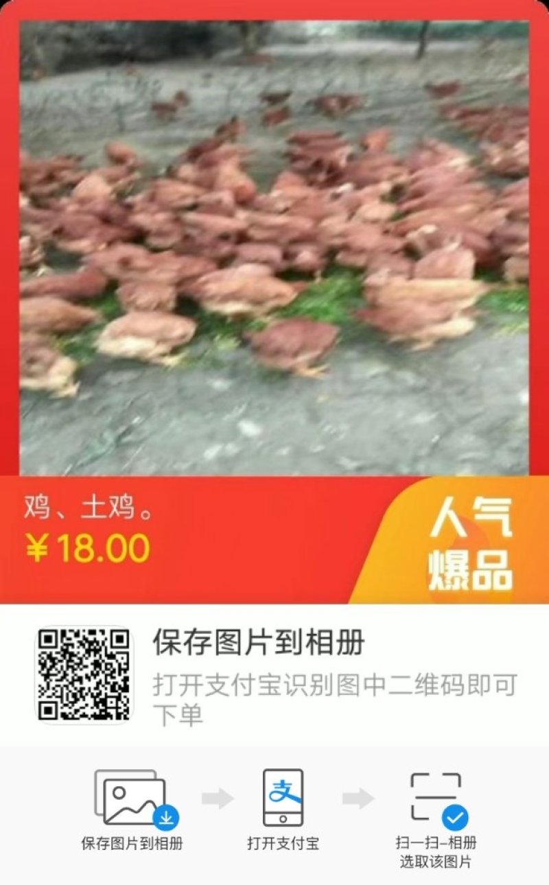 鸡、三黄土鸡全城放养4一5斤，城信第一，求长期合作。