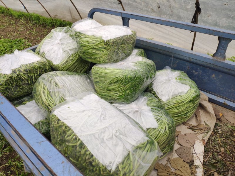阜阳特产江苏南京湖北新鲜芦蒿去叶藜蒿泥蒿