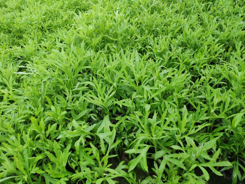 阜阳特产江苏南京湖北新鲜芦蒿去叶藜蒿泥蒿