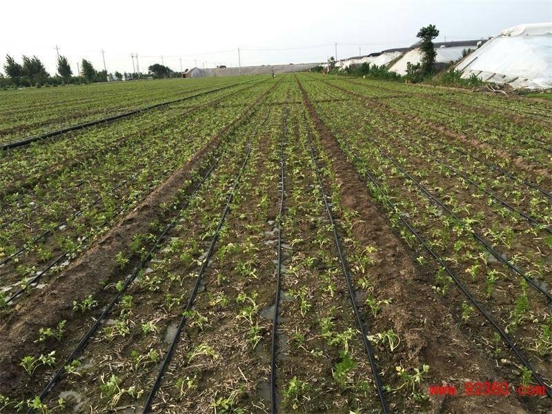 【蔬菜膜下专用】滴灌带，贴片式滴灌带，大棚用单双孔滴灌带