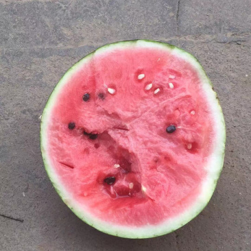 东台8424西瓜🍉专业团队代发全国各大市场