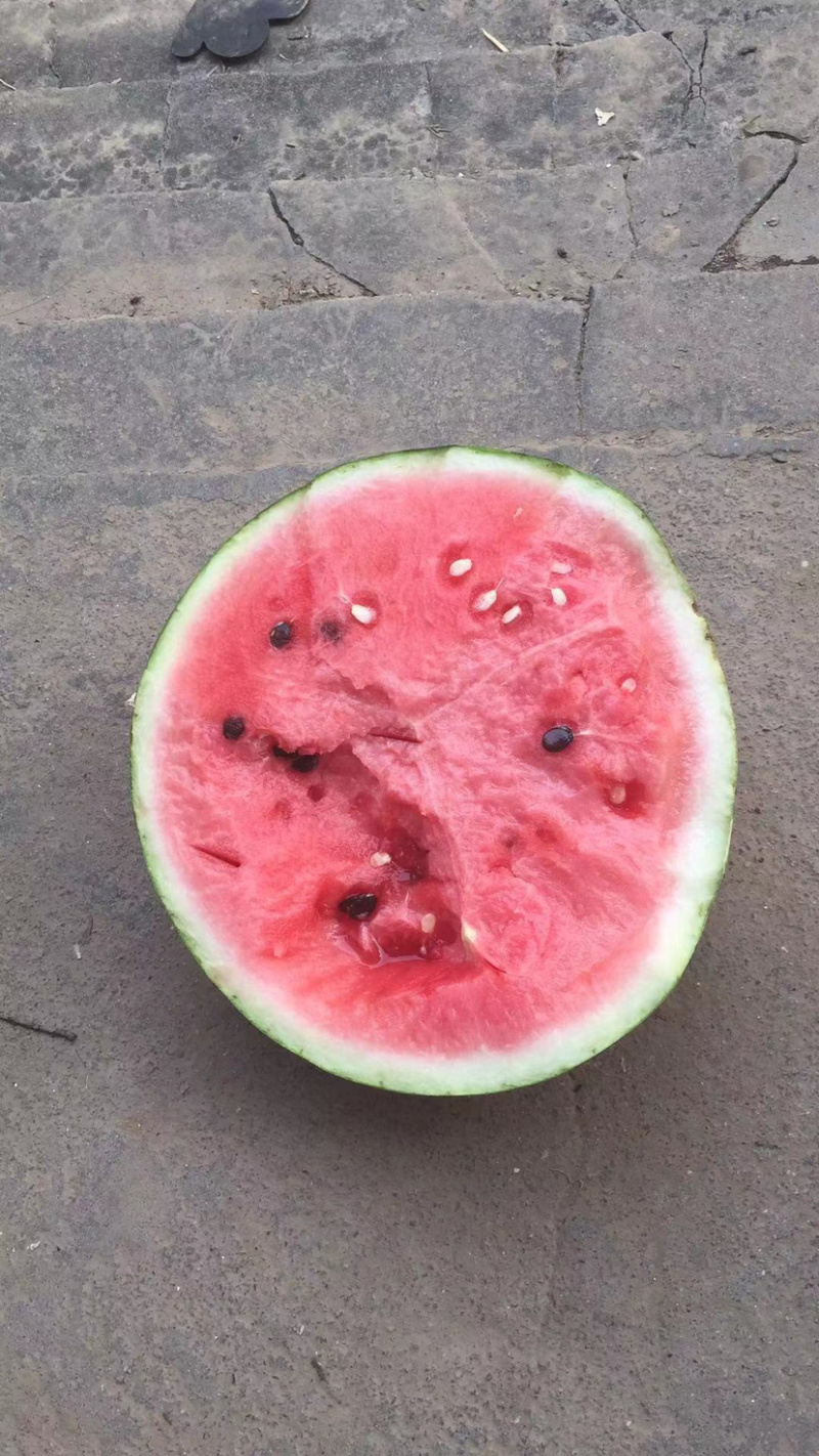 东台8424西瓜🍉专业团队代发全国各大市场