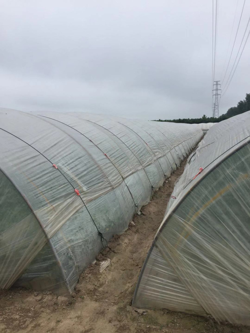 东台8424西瓜🍉专业团队代发全国各大市场