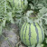 东台8424西瓜🍉专业团队代发全国各大市场