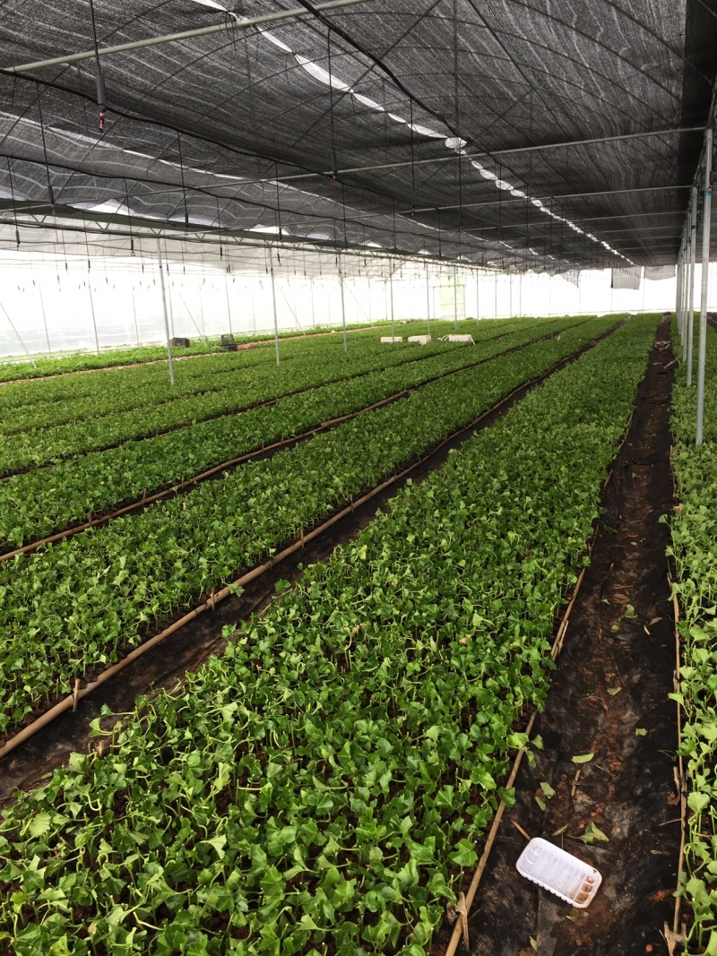 百香果苗紫香台农芭乐味黄金百香果苗木