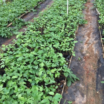 百香果苗紫香台农芭乐味黄金百香果苗木