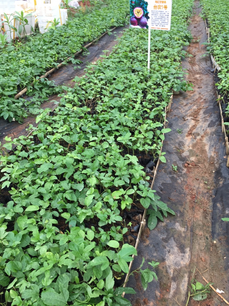 百香果苗紫香台农芭乐味黄金百香果苗木