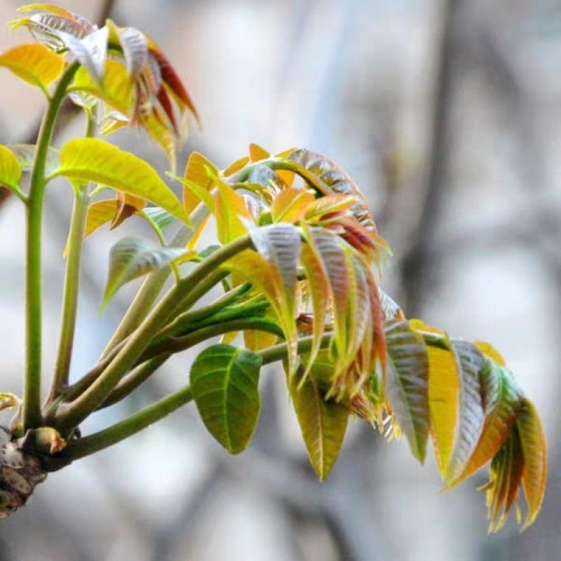 香椿树苗南方北方种植庭院盆栽地栽香椿芽春天树绿油红油香椿