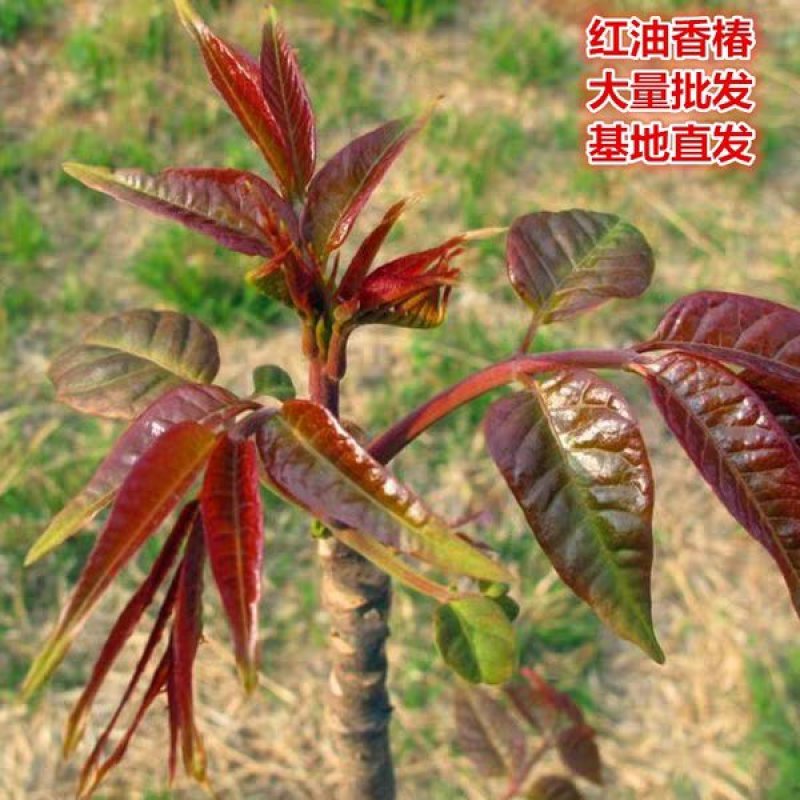 香椿树苗南方北方种植庭院盆栽地栽香椿芽春天树绿油红油香椿