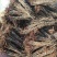 香椿树苗南方北方种植庭院盆栽地栽香椿芽春天树绿油红油香椿