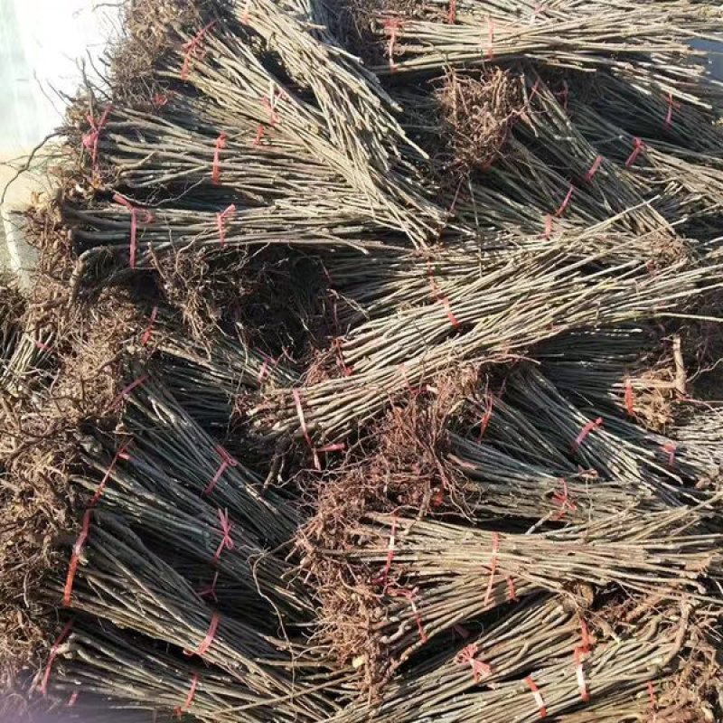 香椿树苗南方北方种植庭院盆栽地栽香椿芽春天树绿油红油香椿