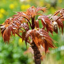 香椿树苗南方北方种植庭院盆栽地栽香椿芽春天树绿油红油香椿