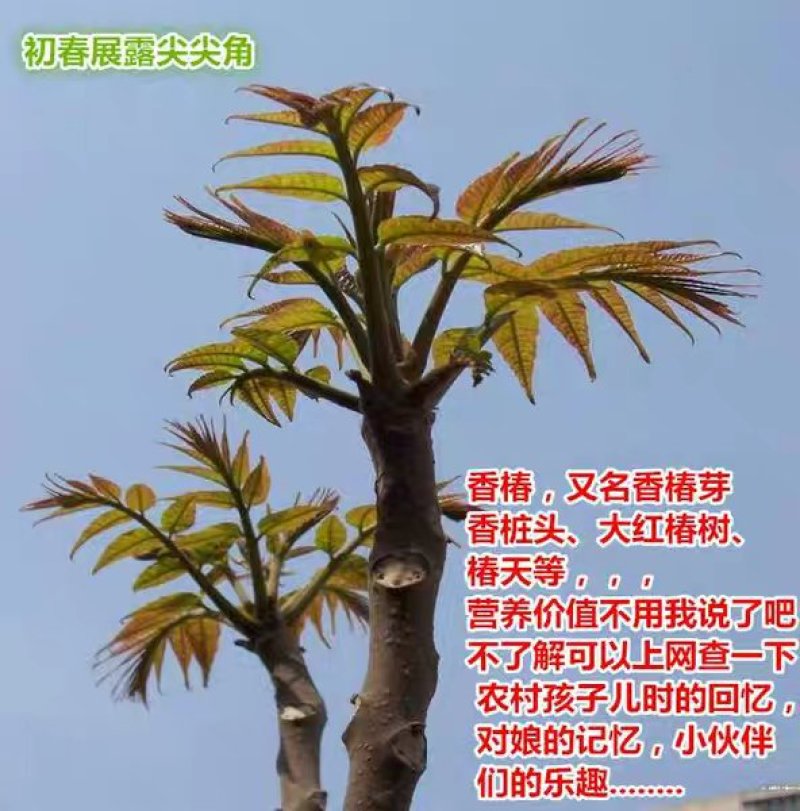 香椿树苗南方北方种植庭院盆栽地栽香椿芽春天树绿油红油香椿