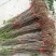 香椿树苗南方北方种植庭院盆栽地栽香椿芽春天树绿油红油香椿