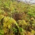 香椿树苗南方北方种植庭院盆栽地栽香椿芽春天树绿油红油香椿
