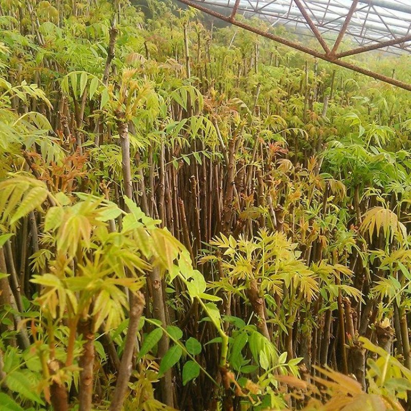 香椿树苗南方北方种植庭院盆栽地栽香椿芽春天树绿油红油香椿