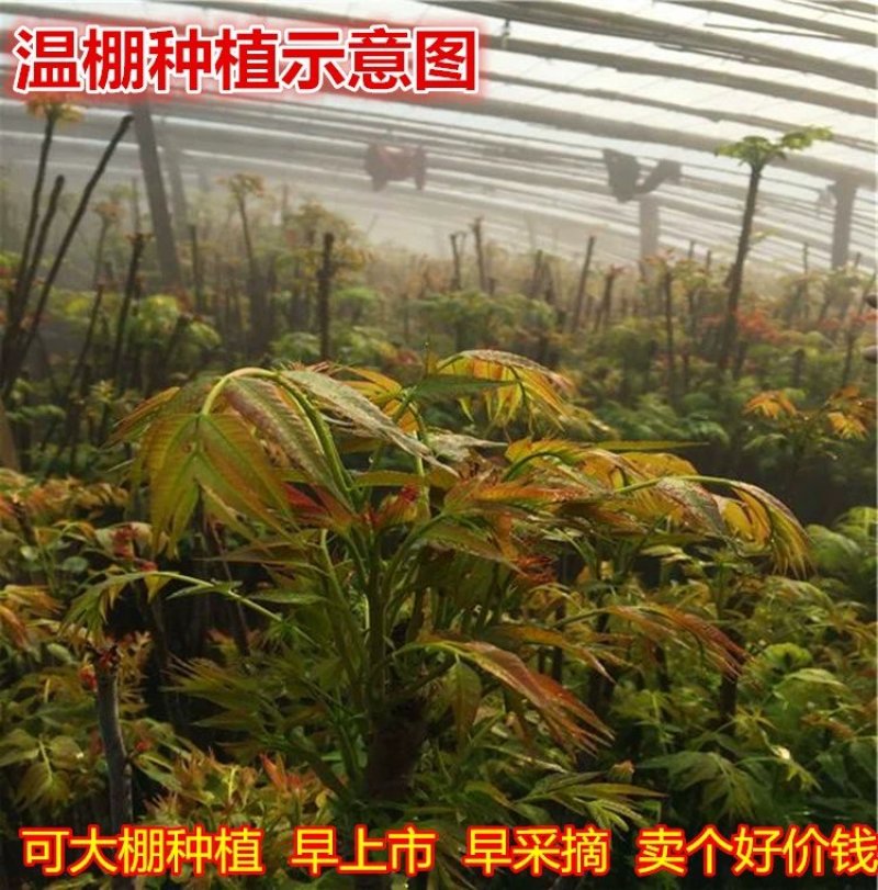 香椿树苗南方北方种植庭院盆栽地栽香椿芽春天树绿油红油香椿