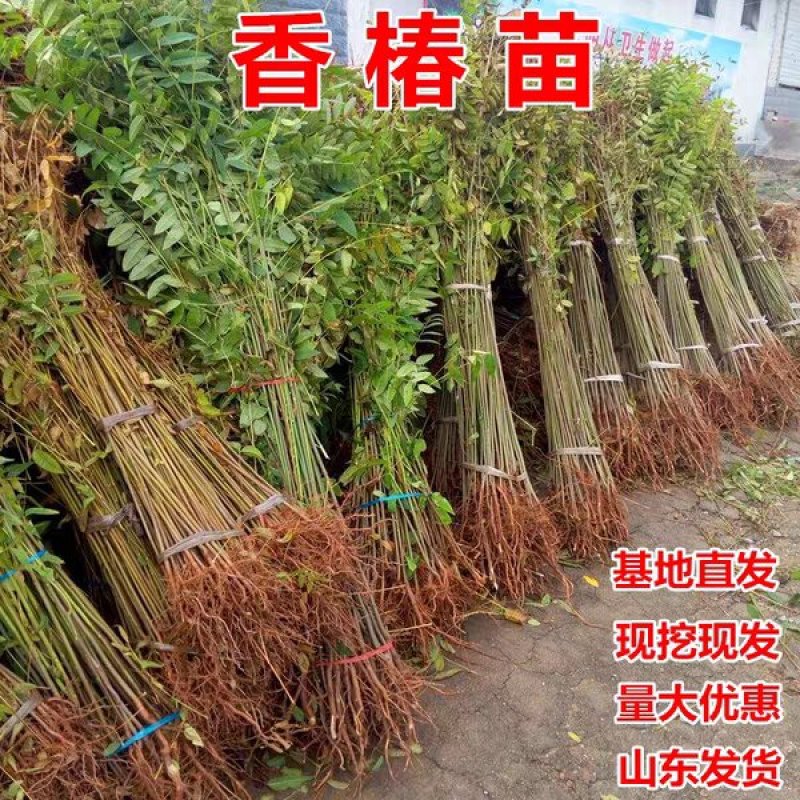 香椿树苗南方北方种植庭院盆栽地栽香椿芽春天树绿油红油香椿