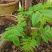 香椿树苗南方北方种植庭院盆栽地栽香椿芽春天树绿油红油香椿