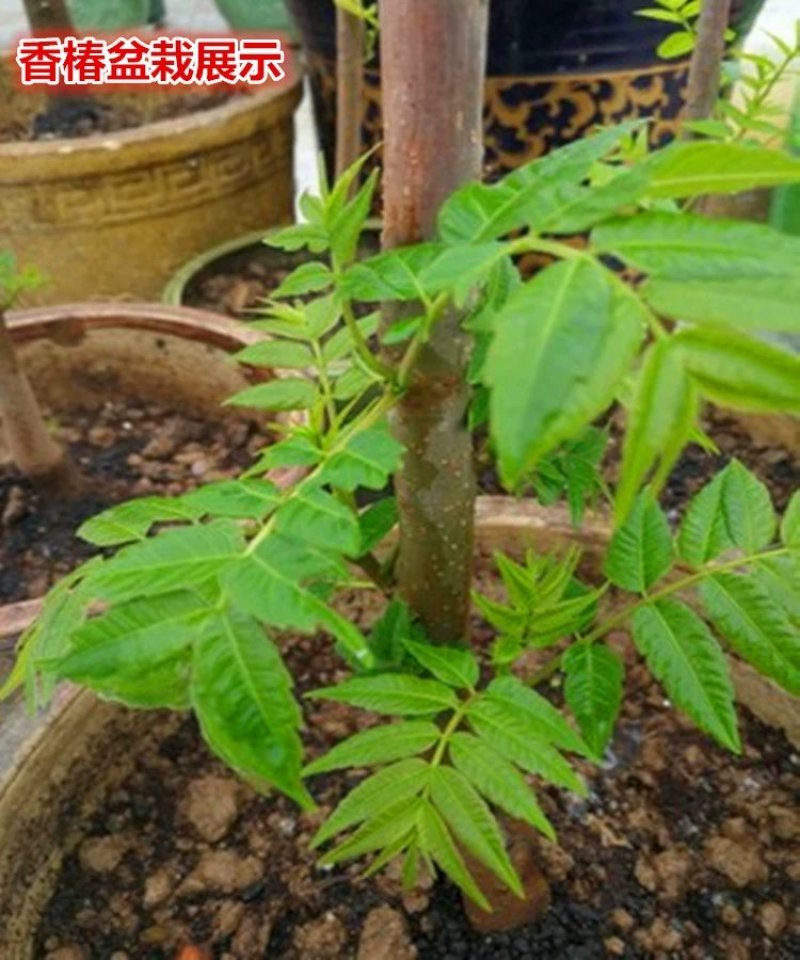 香椿树苗南方北方种植庭院盆栽地栽香椿芽春天树绿油红油香椿