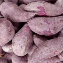 紫薯（紫罗兰）