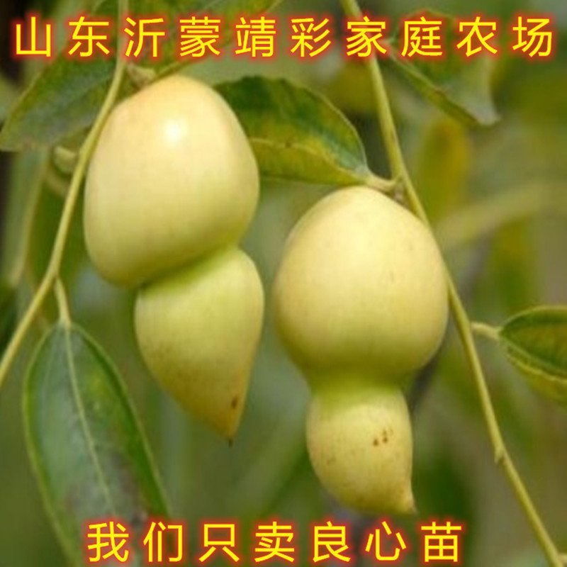 葫芦枣树苗嫁接品种枣树苗南北方种植枣树苗包品种